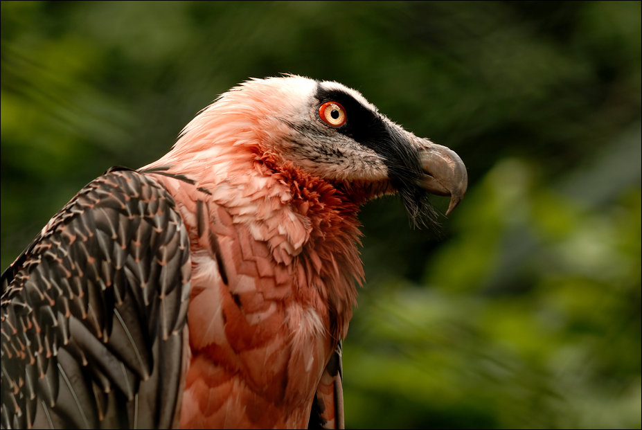 Vulture