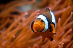 Not Nemo