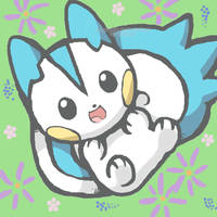 Pachirisu?