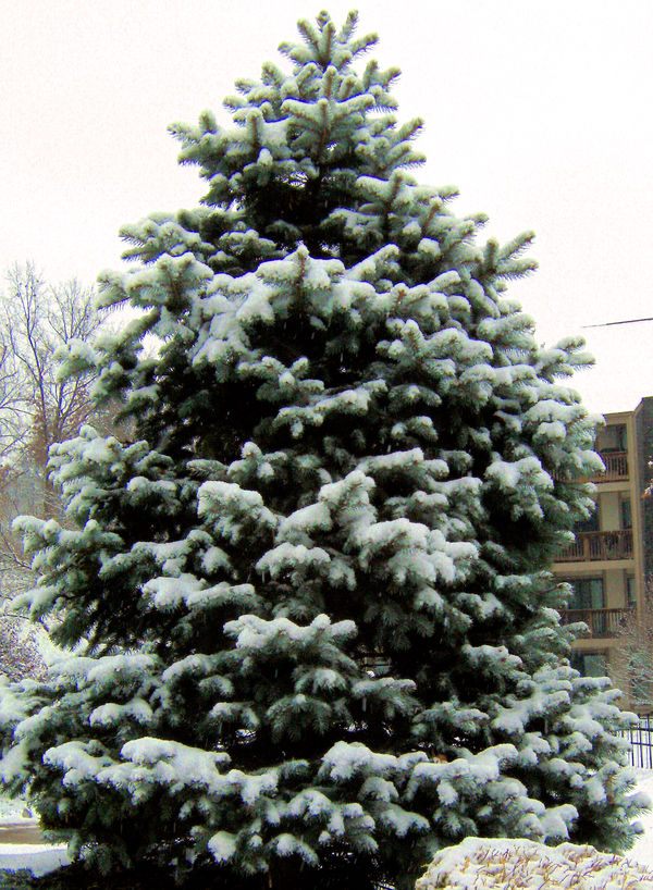 Yule Tree Type Yule Tree by yurizemira on DeviantArt
