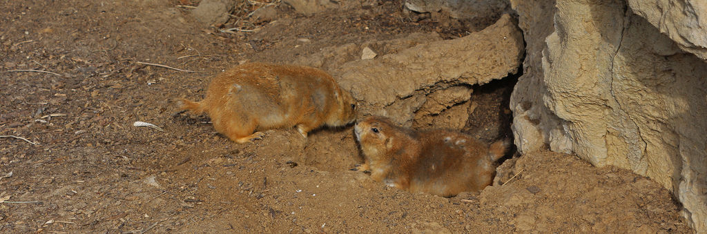 Prairie Dog Kiss