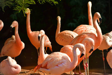 Flamingos by Bobbykim666