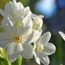 White flowers