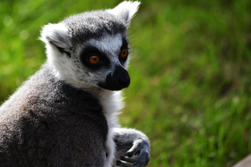 Ring-tailed lemur