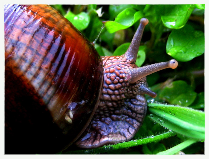 Snail