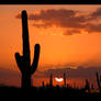 Another Saguaro Setting Sun
