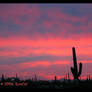 March Loud Lion Saguaro Sunset