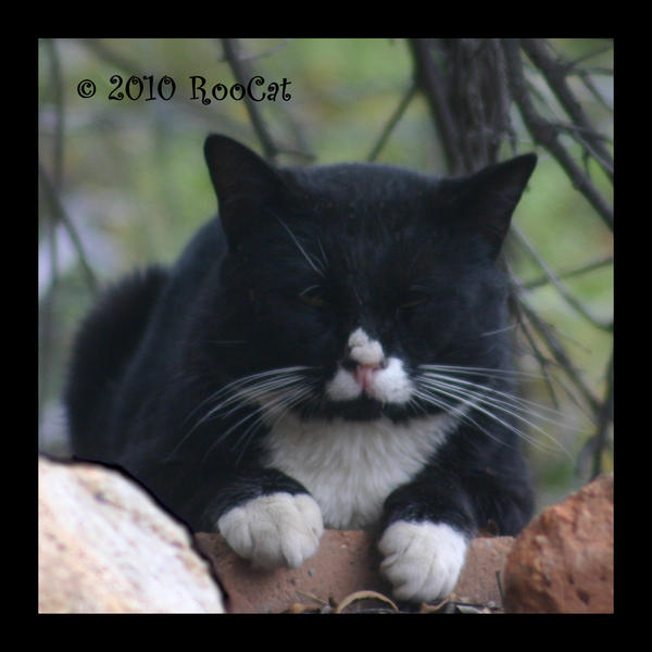 Feral Tuxedo Cat 3