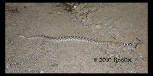 Western Diamondback Rattler