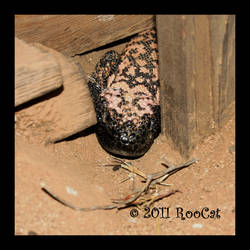 Gila Monster Guest In Barn