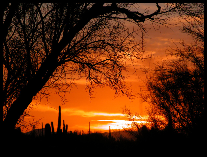 Palo Verde Frame Orange Sunset