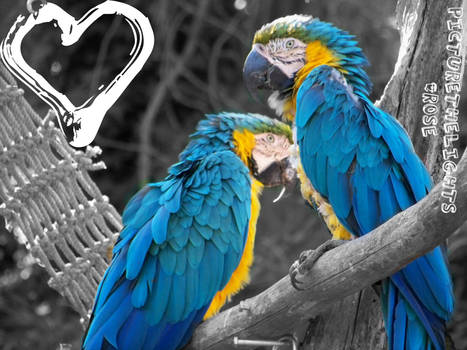 Macaw