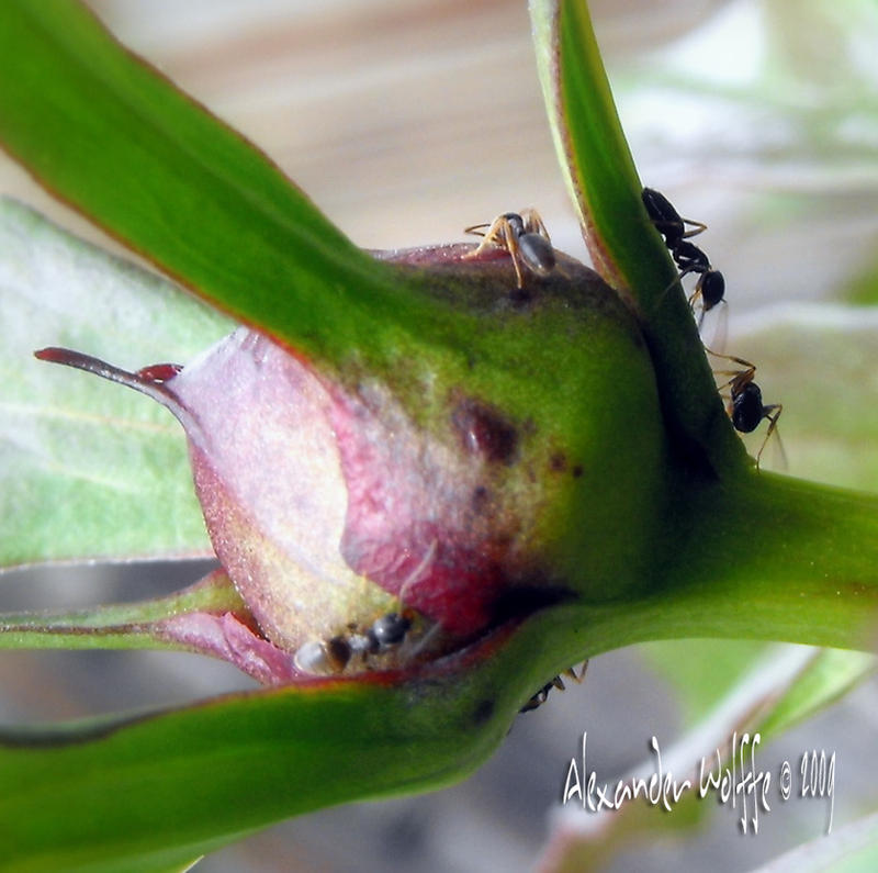 Adam Insect Adam Ant And The Ant Invasion2 by AlexanderWolffe on DeviantArt