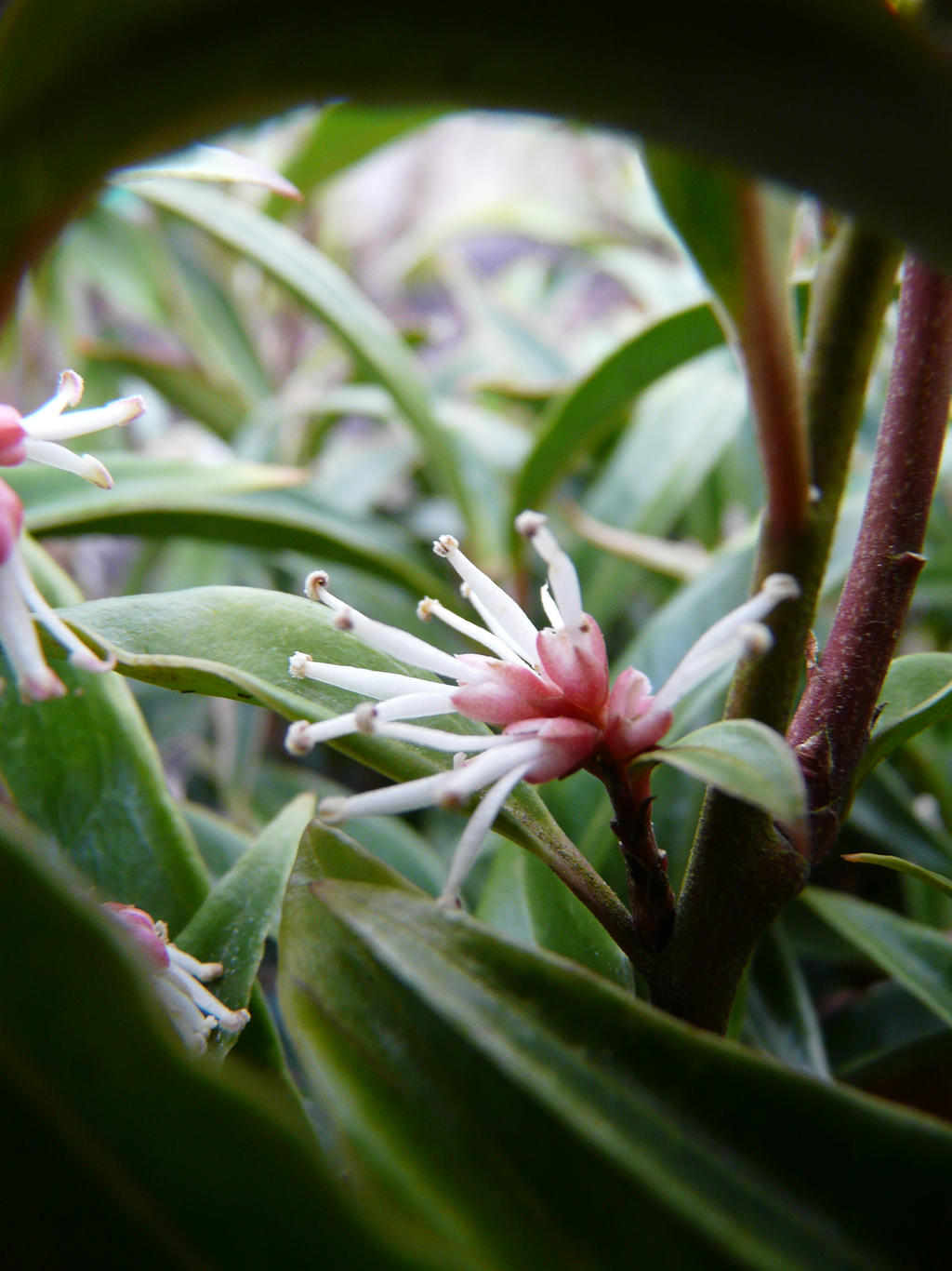 Sarcococca hookerianum var. digyna \'Purple St