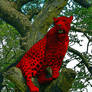 Red Leopard