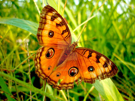 Browny Butterfly