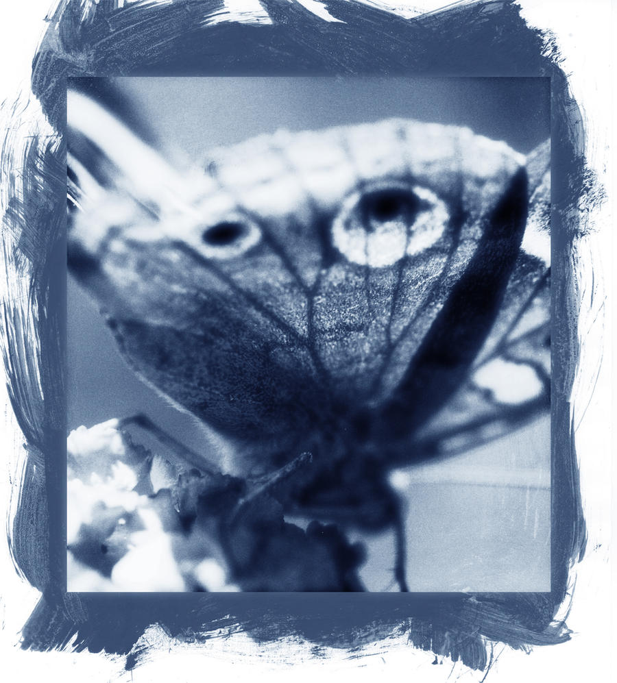 Cyanotype Butterfly