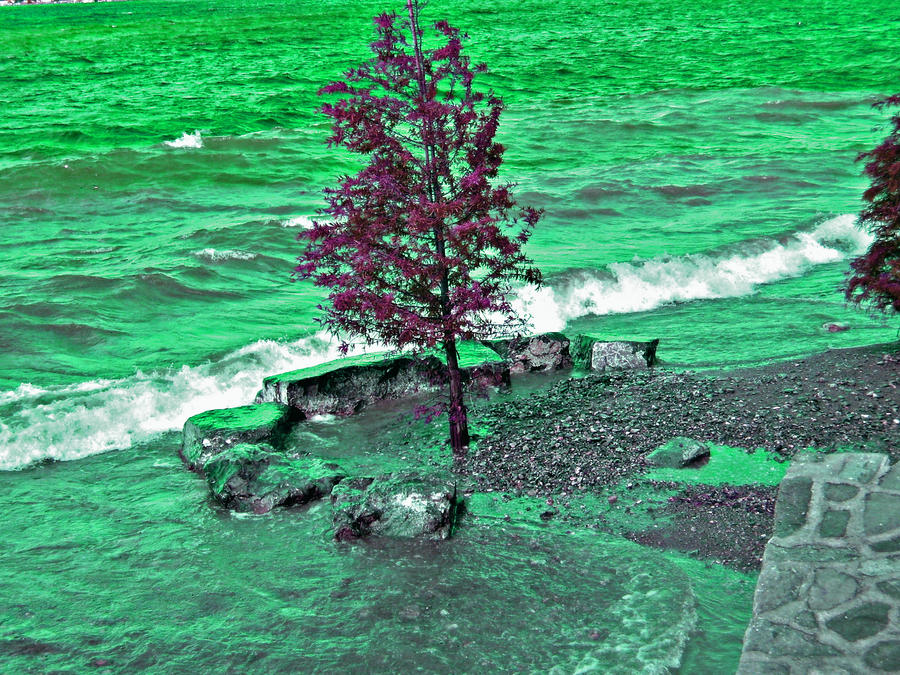 Beached Tree 3