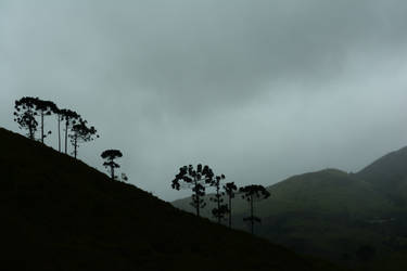 Araucaria