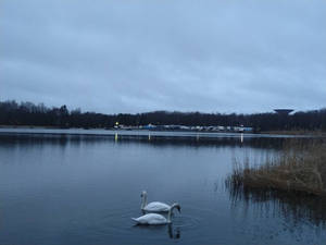 Swans at Marjaniemi 26.12.2019