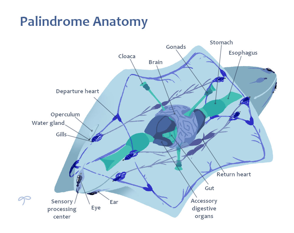 Palindrome anatomy by gardensprouts on DeviantArt