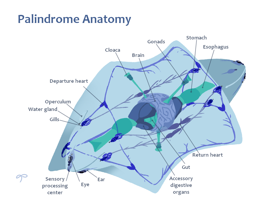Palindrome Object Palindrome anatomy by gardensprouts on DeviantArt
