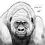 Inktober 12 : gorilla