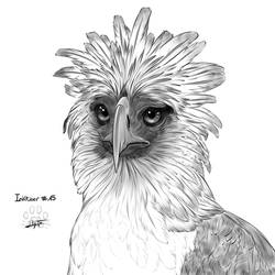 Inktober 15 : philippine eagle by Lily-Fu