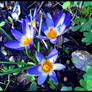 crocus