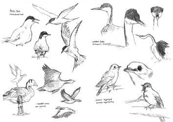 bird roughs