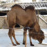 Camel stock
