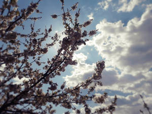 nature and sky