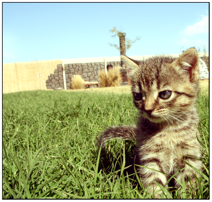 Baby Blue Eyes