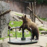 Bear in Carousel