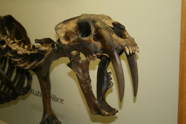 sabertooth skeleton by Bleedingraptorclaw on DeviantArt