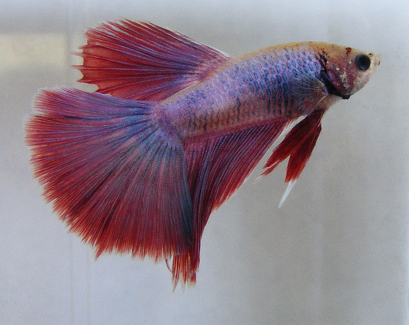 Pretty Betta