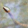 Eastern Water Snake Surprise