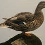 Female Mallard