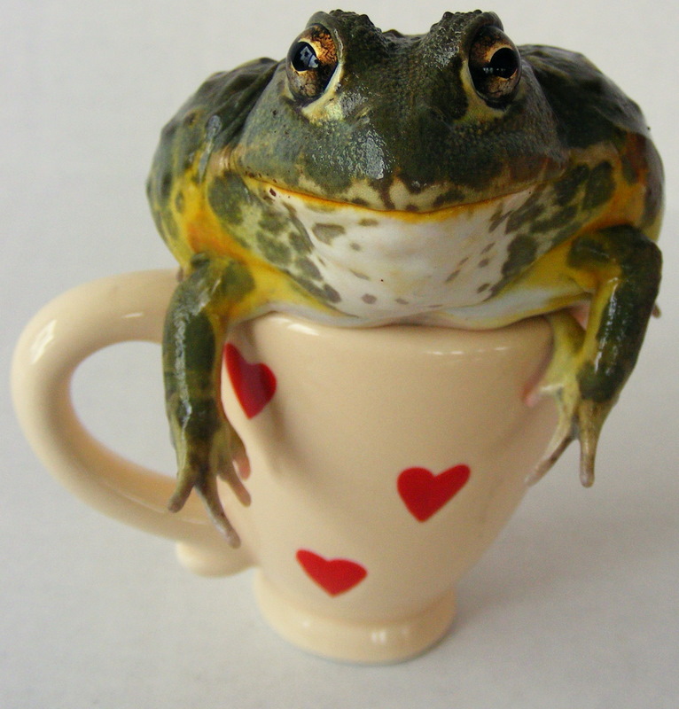 Froggie Valentine