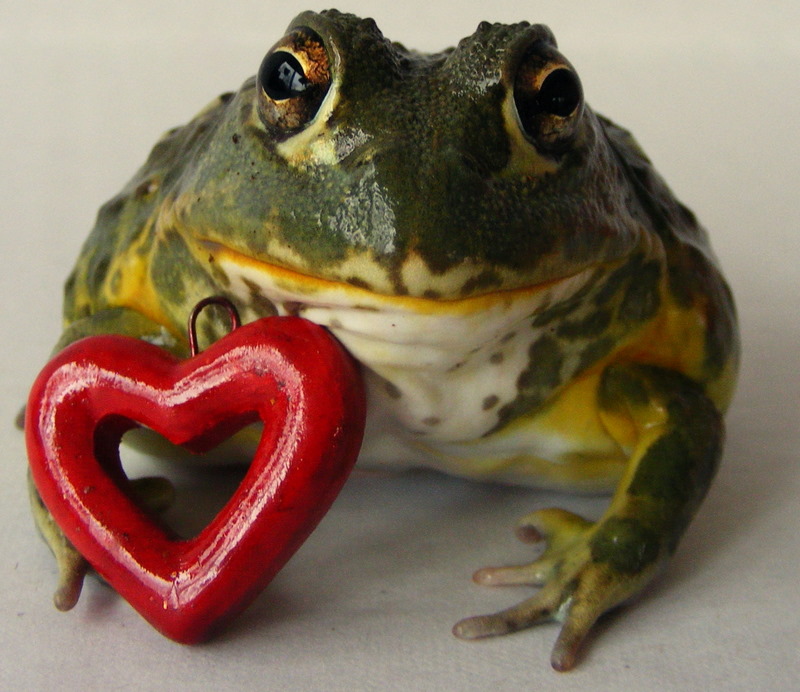 A Frog's Love