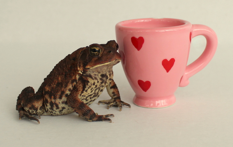 Have A Cup of Love