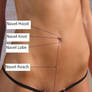 The important knowledge of the navel