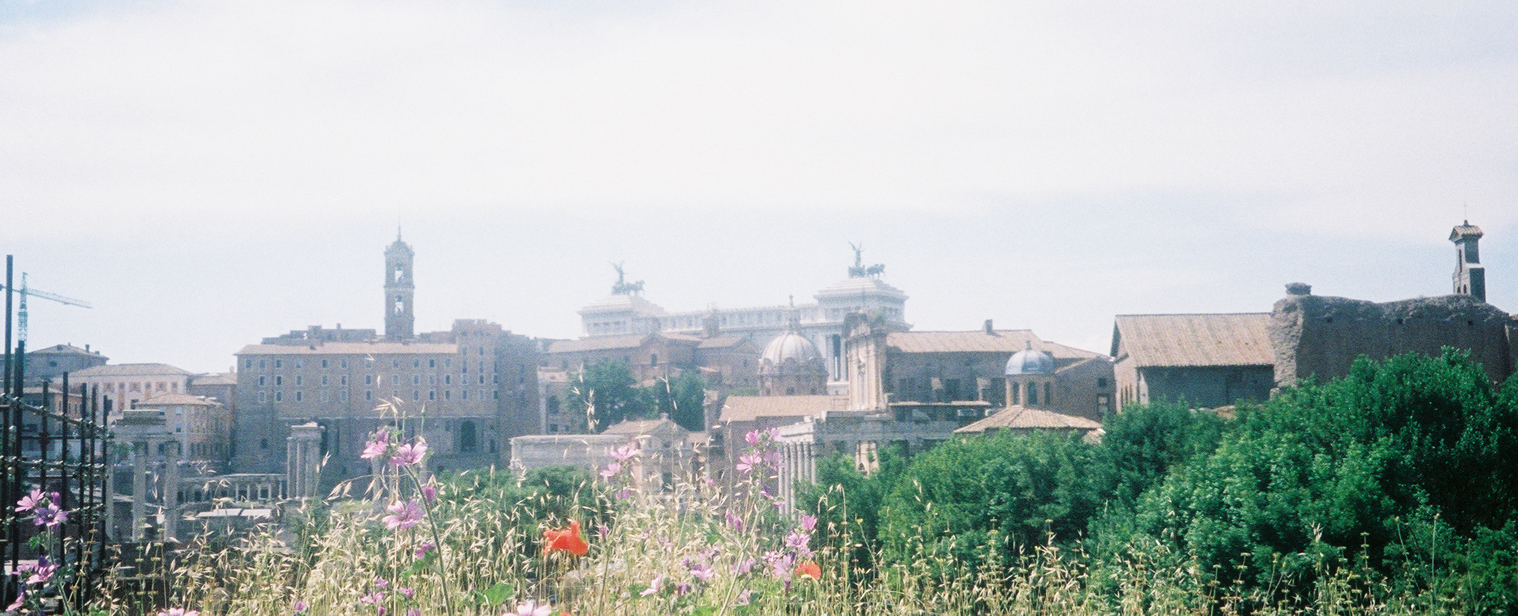 Roma e papaveri