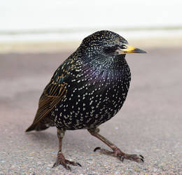 starling