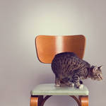 A Cat in a Chair by seenew