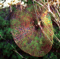 A RAINBOW WEB
