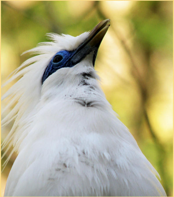 Bali Mynah