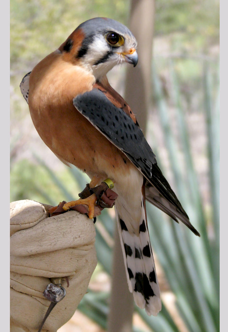 Kestrel Striking a Pose