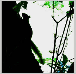 Squirrelly Silhouette