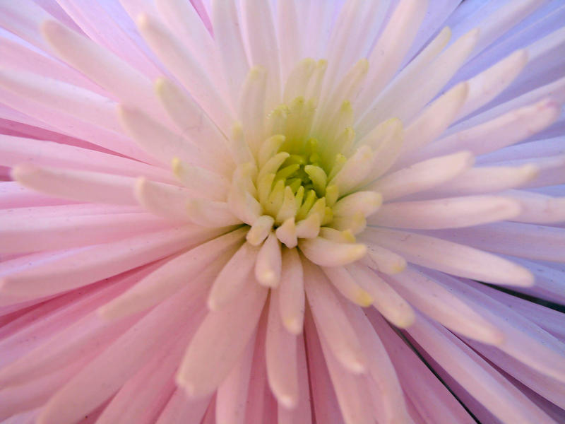 RAINBOW PETALS